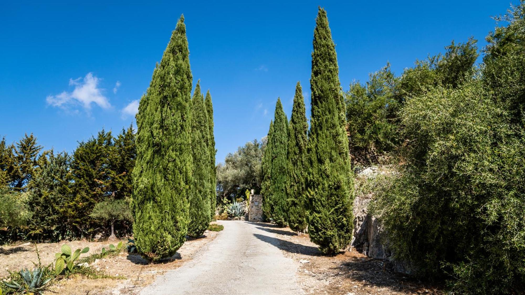 Roba Degli Ulivi